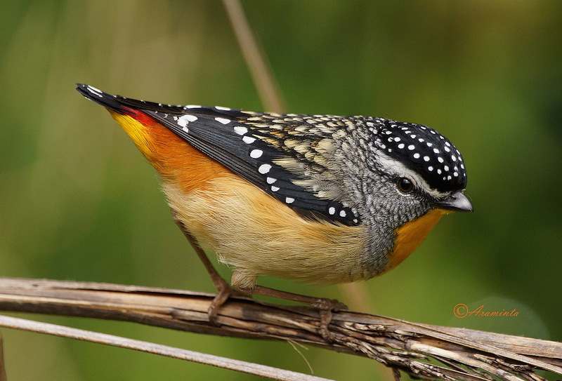The Pardalote