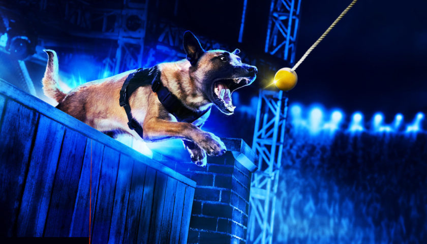 America's Top Dog show Review 2020